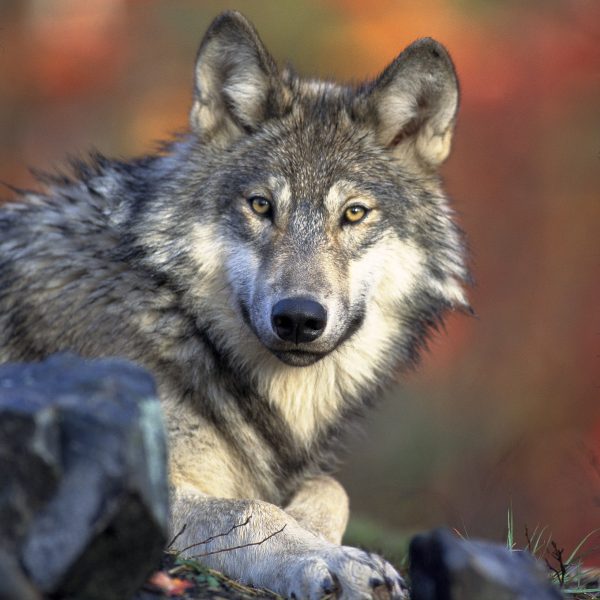 Encounters with the Wolf in Nature, Culture, Mythology, and Fairytales